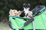 POUSSETTE - STROLLER 005